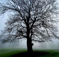 Silhouetted tree against misty background