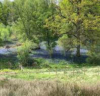 Woodland glade at the foot of a hill