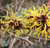 Brown and yellow witch hazel flowers