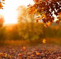 Autumn leaves in the grounds of a retirement village