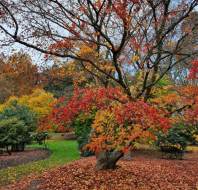 Autumn colours at Audley Cooper's Hill retirement village