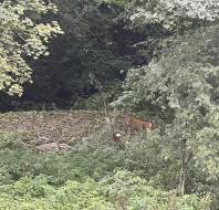 Two deer spotted at Audley Clevedon