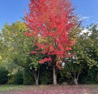 Autumn colours in the grounds of Audley Cooper's Hill retirement village