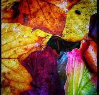 Autumn leaves full of colour close up by Steve Rudd