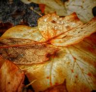 Autumnal leaves