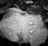 Autumn leaves black and white close up by Steve Rudd
