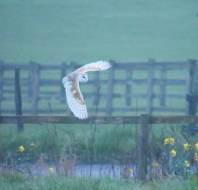Owl in flight at Audley Clevedon, shared by Fiona Currie