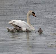 Signets photographed by Maurice G, owner at Scarcroft Park