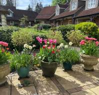 Beautiful patio plants, photographed by Patricia K, owner at Willicombe Park