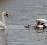 Signets photographed by Maurice G, owner at Scarcroft Park