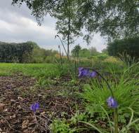 Springtime at Audley Chalfont Dene, shared by Akshay