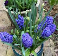 Beautiful patio plants, photographed by Patricia K, owner at Willicombe Park