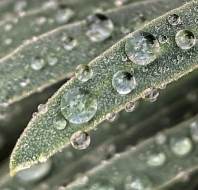 Patio plants in the rain, photographed by Patricia K, owner at Willicombe Park