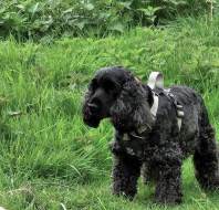 Dog on duty, by Julie C, owner at Sunningdale Park