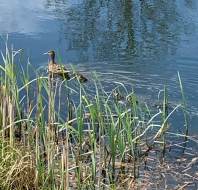Ducklings St Elphins Park