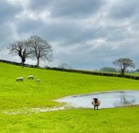 Local lambs, photographed by John T, owner at Audley Redwood