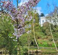 Prunus Cherry Plum tree, by Julie C, owner at Sunningdale Park