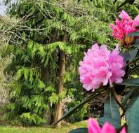 Spring Rhododendrons, by Julie C, owner at Sunningdale Park