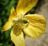 Beautiful spring flowers, shared by Steve Rudd