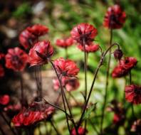 Beautiful spring flowers, shared by Steve Rudd