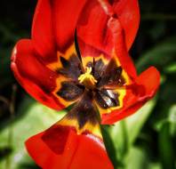 Beautiful spring flowers, shared by Steve Rudd