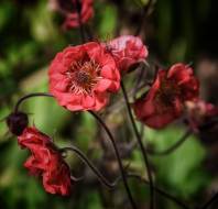 Beautiful spring flowers, shared by Steve Rudd