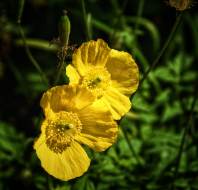 Beautiful spring flowers, shared by Steve Rudd