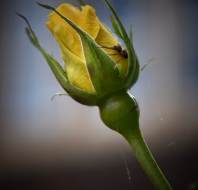 Beautiful spring flowers, shared by Steve Rudd