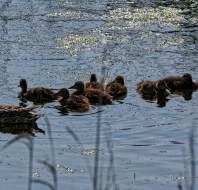 The Gadwall Family by Maurice Gunter Owner at Scarcroft Park