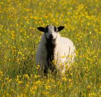 A badger faced sheep close to Audley Clevedon, photographed by Fiona C, owner