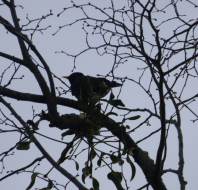 A birds nest, photographed by Stephen LW, owner at Stanbridge Earls