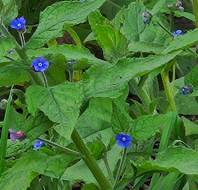 Evergreen Alkanet, by Julie C, owner at Sunningdale Park