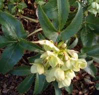 First signs of Spring, taken by Jean F, owner at Audley Clevedon