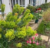 Beautiful Springtime plants photographed by an owner