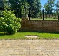 A small green tree stands on a grassy lawn beside a brick patio, with a brick wall and metal fence in the background under a sunny sky.