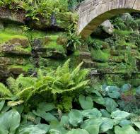 Hostas and ferns at Hever Castle. Credit: Mrs Kreyer, property owner at Willicombe Park