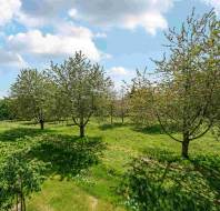 A grassy field with several leafy trees under a partly cloudy sky on a sunny day.