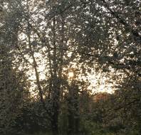Sunlight filters through blossoming tree branches in a park, casting light on green grass and logs on the ground.