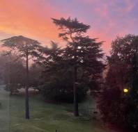 Tall trees stand on a grassy field at sunset, with a colorful sky in shades of pink, purple, and orange. A fence runs across the lawn, and dense foliage is visible on the right.