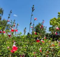 Summer photo of Audley Chalfont Dene in Buckinghamshire, photo credit to Akshay Acharekar, General Manager
