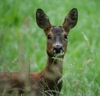 Wildlife close to Audley Clevedon in Ilkley, photo credit to homeowner Fiona Currie