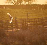 Wildlife close to Audley Clevedon in Ilkley, photo credit to homeowner Fiona Currie
