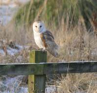 Wildlife close to Audley Clevedon in Ilkley, photo credit to homeowner Fiona Currie
