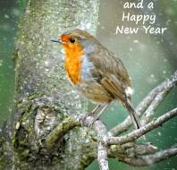 Christmas card competition entry - Dr Towler Christmas card competition entry - Dr Towler