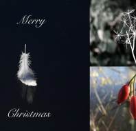 Christmas card competition entry - Trevor W Audley Wycliffe Park Christmas card competition entry - Trevor W Audley Wycliffe Park