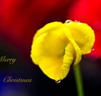 Christmas card competition entry - Trevor JW Audley Wycliffe Park Christmas card competition entry - Trevor JW Audley Wycliffe Park