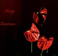 Christmas card competition entry - Trevor JW Audley Wycliffe Park Christmas card competition entry - Trevor JW Audley Wycliffe Park