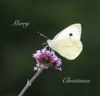 Christmas card competition entry - Trevor JW Audley Wycliffe Park Christmas card competition entry - Trevor JW Audley Wycliffe Park