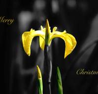 Christmas card competition entry - Trevor JW Audley Wycliffe Park Christmas card competition entry - Trevor JW Audley Wycliffe Park