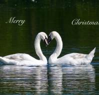 Christmas card competition entry - Trevor JW Audley Wycliffe Park Christmas card competition entry - Trevor JW Audley Wycliffe Park